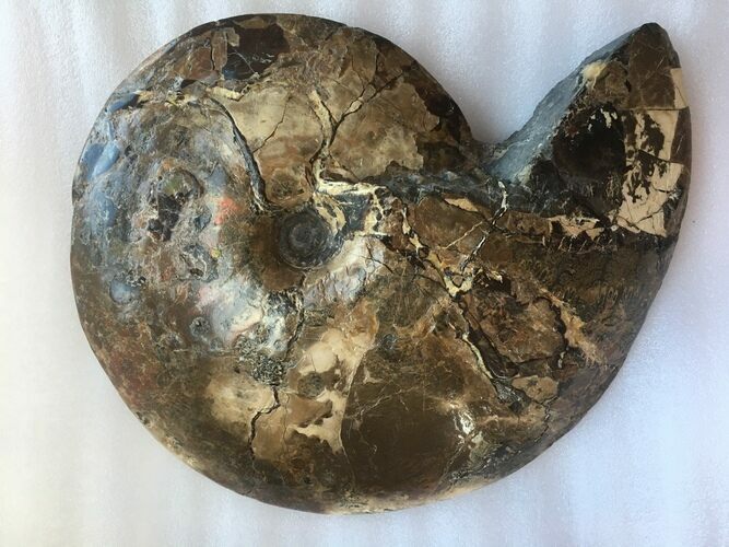 (cm) Placenticeras Ammonite Fossil - Montana #28201